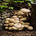 Spoelvoetcollybia